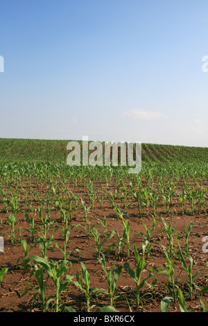 vertikales Bild des Mittelwestens Kornfeld mit textfreiraum am Himmel Stockfoto