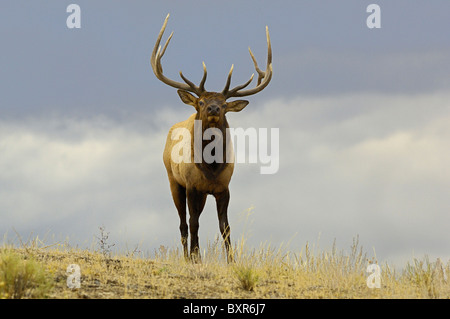 Einen großen Stier Elch hautnah auf einem Bergrücken im Yellowstone National Park am Abend. Stockfoto