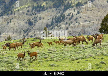 Elch Herde im Yellowstone National Park Stockfoto