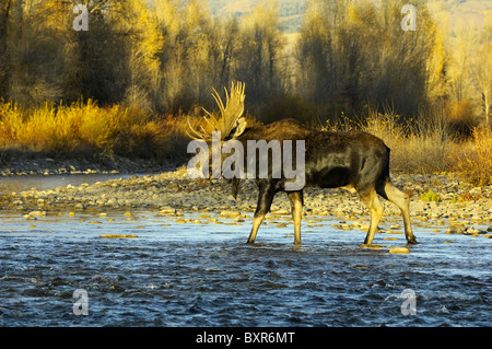 Bull Moose crossing die Gros Ventre River im Grand Teton National Park bei Sonnenuntergang. Stockfoto