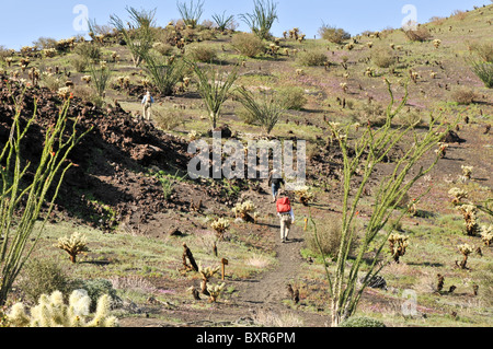 Wanderer zu Fuß in Richtung El Tecolote Cinder Code, El Pinacate Biosphärenreservat, Sonora, Mexiko Stockfoto