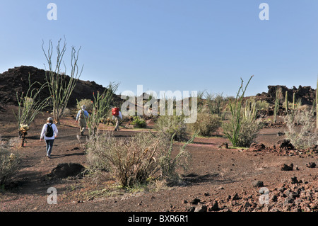 Wanderer zu Fuß in Richtung El Tecolote Schlackenkegel, El Pinacate Biosphärenreservat, Sonora, Mexiko Stockfoto