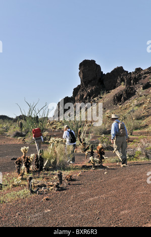 Wanderer zu Fuß in Richtung El Tecolote Schlackenkegel, El Pinacate Biosphärenreservat, Sonora, Mexiko Stockfoto