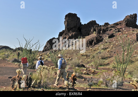 Wanderer zu Fuß in Richtung El Tecolote Schlackenkegel, El Pinacate Biosphärenreservat, Sonora, Mexiko Stockfoto