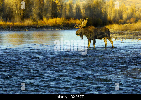 Bull Moose crossing die Gros Ventre River im Grand Teton National Park bei Sonnenuntergang. Stockfoto