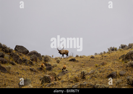 Während der Brunft nähert einen Stier Elch sich einem hohen Bergrücken im Yellowstone National Park am Abend. Stockfoto