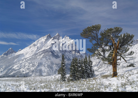 Alten Patriarchen Baum am Morgen nach einem Schneesturm im Grand Teton National Park. Stockfoto