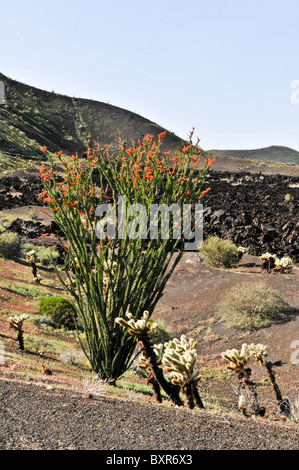Ocotillo Pflanze in voller Blüte mit Lavastrom im Hintergrund, El Pinacate Biosphärenreservat, Sonora, Mexiko Stockfoto