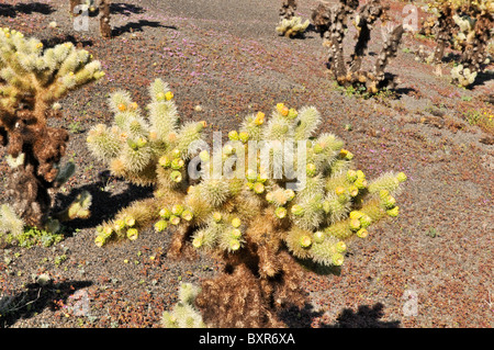 Nahaufnahme von Obst auf Teddy Bear Cholla Cactus, El Pinacate Biosphärenreservat, Sonora, Mexiko Stockfoto
