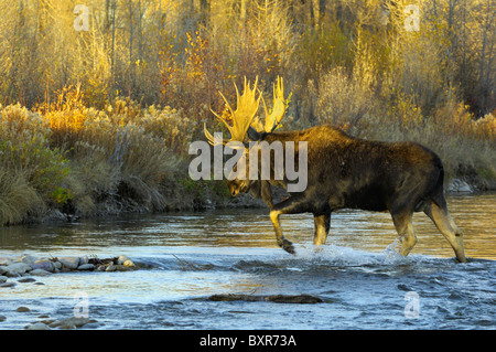 Bull Moose crossing die Gros Ventre River im Grand Teton National Park bei Sonnenuntergang. Stockfoto