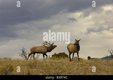 Während der Brunft nähert sich ein Stier Elch Kuh im Yellowstone National Park am Abend. Stockfoto