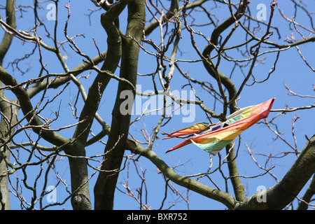 Regenbogenfahne stecken in einem Baum Blatt-weniger gegen blauen Himmel Stockfoto