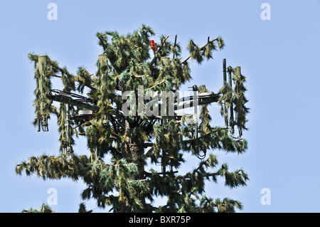 Handy-Turm verkleidet als ein Baum, Southern California Stockfoto