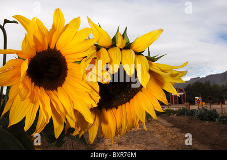 Sonnenblumen in Tucson, Arizona, USA. Stockfoto