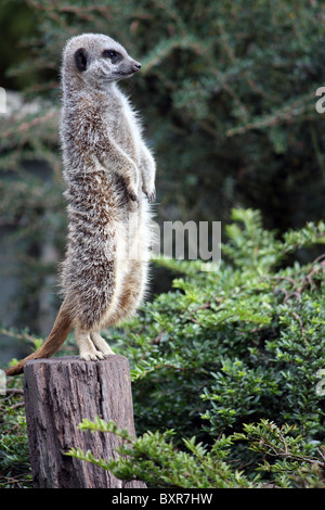 Ein Erdmännchen Stand auf einem Baumstumpf in einem zoo Stockfoto