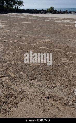 Erstellt von Soldat Krabben auf einsamen Strand in Nord Queensland geben Textur zum Strand Sand-Kugeln. Port Douglas, Queensland AUS Stockfoto