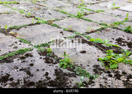 Marchantiophyta Liverworts / Leberblümchengattungen Stockfoto