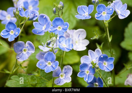 Vergissmeinnicht Blumen Myosotis Alpestris wachsen wild im Wald Stockfoto