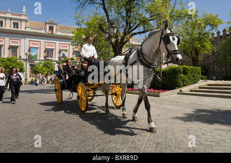 Traber zieht Kutsche & Touristen. Plaza del Triunfo, vorne Diputacion de Sevilla, Casa De La Provincia. Sevilla Spanien Stockfoto