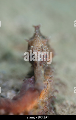 Gefleckte Seepferdchen, Hippocampus Kuda, Kambodscha Stockfoto