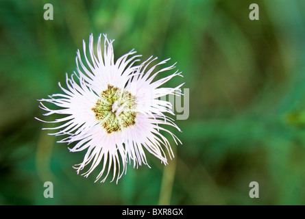 Rosa Fringed - Dianthus Hyssopifolius-, Pyrenäen, Spanien Stockfoto