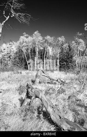 Wald im Herbst (schwarz und weiß]), Alberta, Kanada Stockfoto