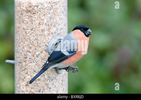 Eurasischer männlicher Bullfinch (Pyrrhula pyrrhula) Fütterung am Vogelfutterlager., North Norfolk, UK Stockfoto