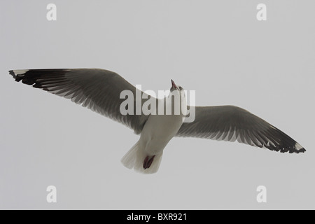 Brown-headed Gull (Chroicocephalus Brunnicephalus), vom Boot aus Mumbai Küste, Stockfoto