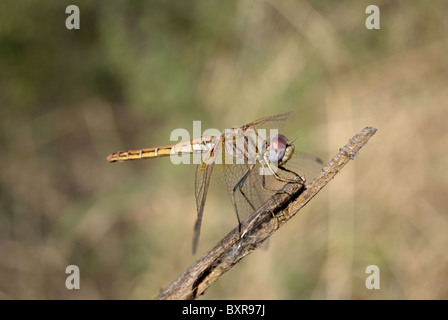 Crimson Marsh Glider, wissenschaftlicher Name: Trithemis Aurora Stockfoto