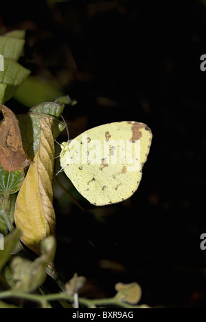 Drei Spot Rasen gelb, wissenschaftlicher Name: Eurema Blanda Stockfoto