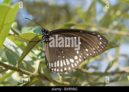 Eine gemeinsame Krähe (Euploea Core) auf einer Pflanze Stockfoto