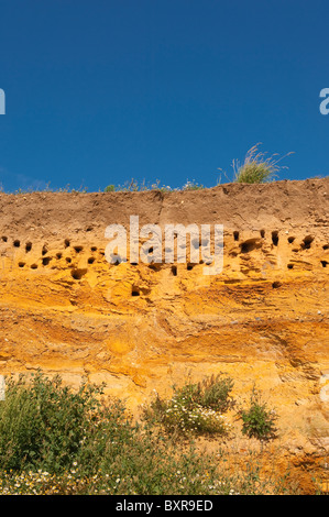 Sand Martins (Riparia Riparia) nisten Löcher in den Felsen am Strand in Benacre, Suffolk, England, Großbritannien, Uk Stockfoto