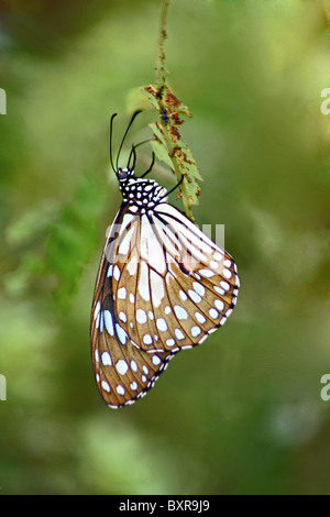 BLUE TIGER Schmetterling Tirumala Limniace Nymphalidae: Pinsel Footed Schmetterlinge Stockfoto