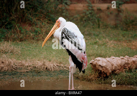 Der Storch gemalt (Mycteria Leucocephala) ist ein großer waten Vogel in der Familie Storch. Bharatpur Vogel Sanctuary.Well bekannte Vogel Stockfoto