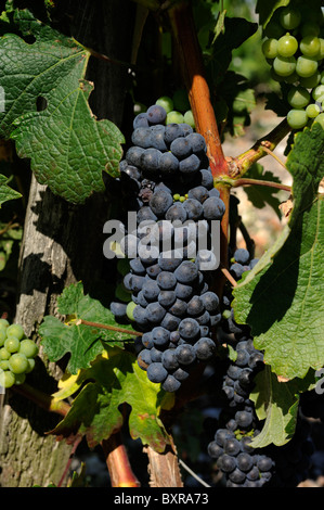 Frankreich, Bordeaux, Médoc Weinberge, schwarze Trauben aus nächster Nähe Stockfoto