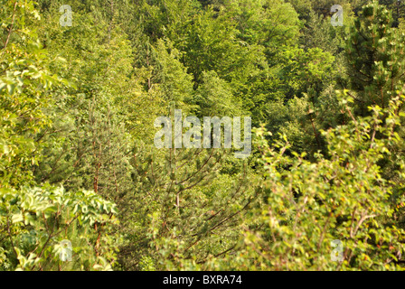 Lärche und Kiefer Wald im Sommer Stockfoto