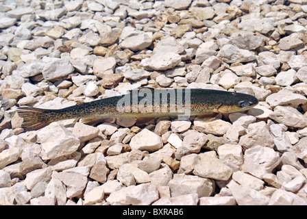 Forellen in den Seegrund Dolomit-Felsen Stockfoto