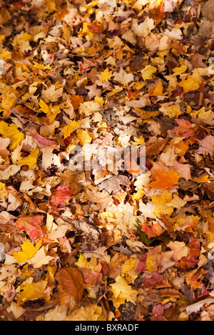 Im Herbst Laub Stockfoto