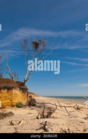 Der Klippe, die Küstenerosion auf Strand zwischen Benacre und Covehithe in Suffolk, England, Großbritannien, Vereinigtes Königreich Stockfoto