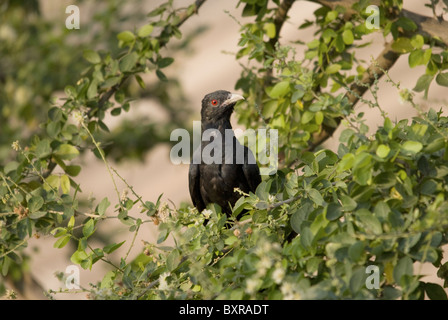 Asiatische Koel (männlich), wissenschaftlicher Name der Gattung: Eudynamys Scolopaceus Stockfoto