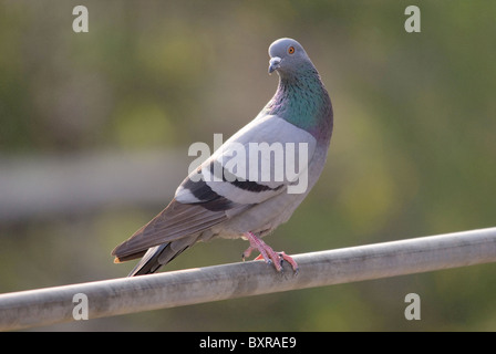 Felsen-Taube, wissenschaftlicher Name der Gattung: Columba Livia Stockfoto