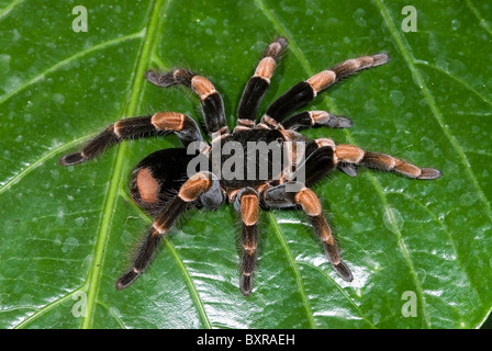 Orange Kneed Tarantula "Megaphobema Mesomelas" aus Costa Rica Stockfoto