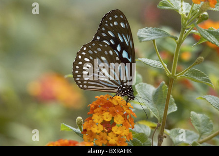 Blaue glasig Tiger, wissenschaftlicher Name der Gattung: Ideopsis Similis Nymphalidae: Pinsel Footed Schmetterlinge Stockfoto