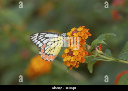 Gemeinsamen Isebel Schmetterling, wissenschaftlicher Name der Gattung: Delias Eucharis Pieridae Stockfoto