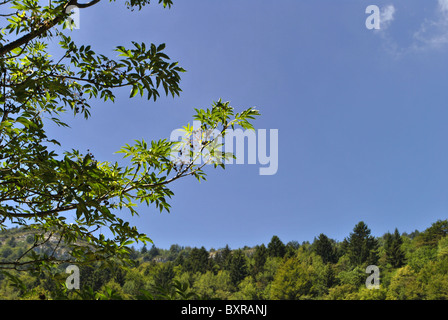 Wald von Lärche und Kiefer mit Walnuss obersten Ast und dem blauen Himmelshintergrund Stockfoto