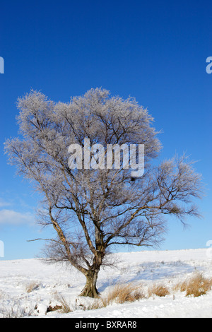 Birke mit Raureif auf schneebedeckten Boden gegen einen klaren blauen Himmel bedeckt Stockfoto