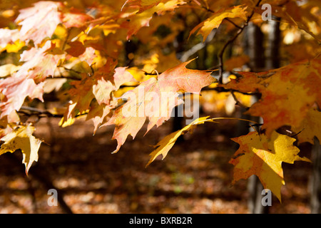 Herbstlaub auf Ast Stockfoto