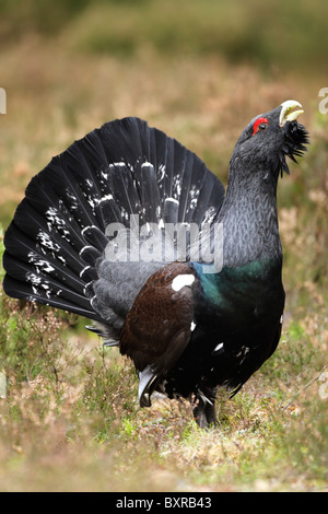 Männliche Auerhühner (at Urogallus) unter Heidekraut anzeigen Stockfoto