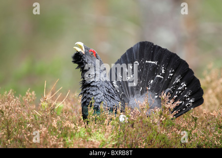 Männliche Auerhühner (at Urogallus) aufrufen, zeigt seinen Bart Stockfoto