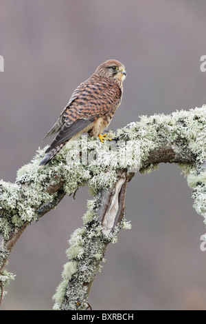 Weiblichen Turmfalken (Falco Tinnunculus) thront auf einem Flechten bedeckten Ast während eines Regenschauers Stockfoto